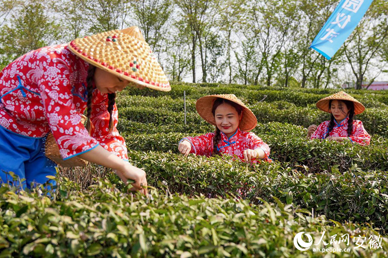 在六安市裕安區(qū)六安瓜片茶園，采茶姑娘正在采摘鮮葉。人民網(wǎng)記者 陳若天攝